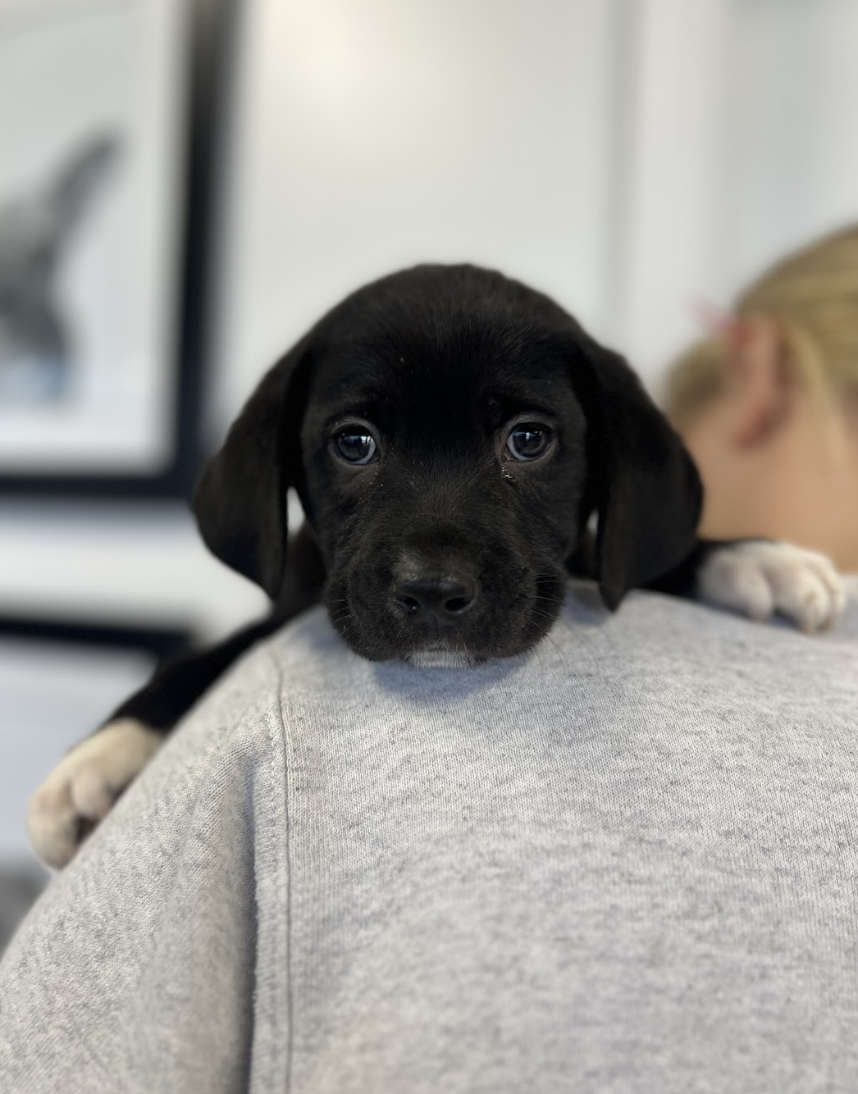 Screenshot 2026-02-14 at 5.47.24 PM.png