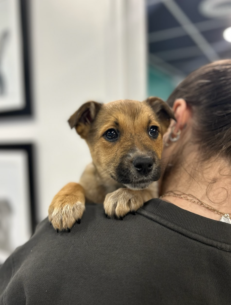 Screenshot 2026-02-19 at 7.05.49 PM.png