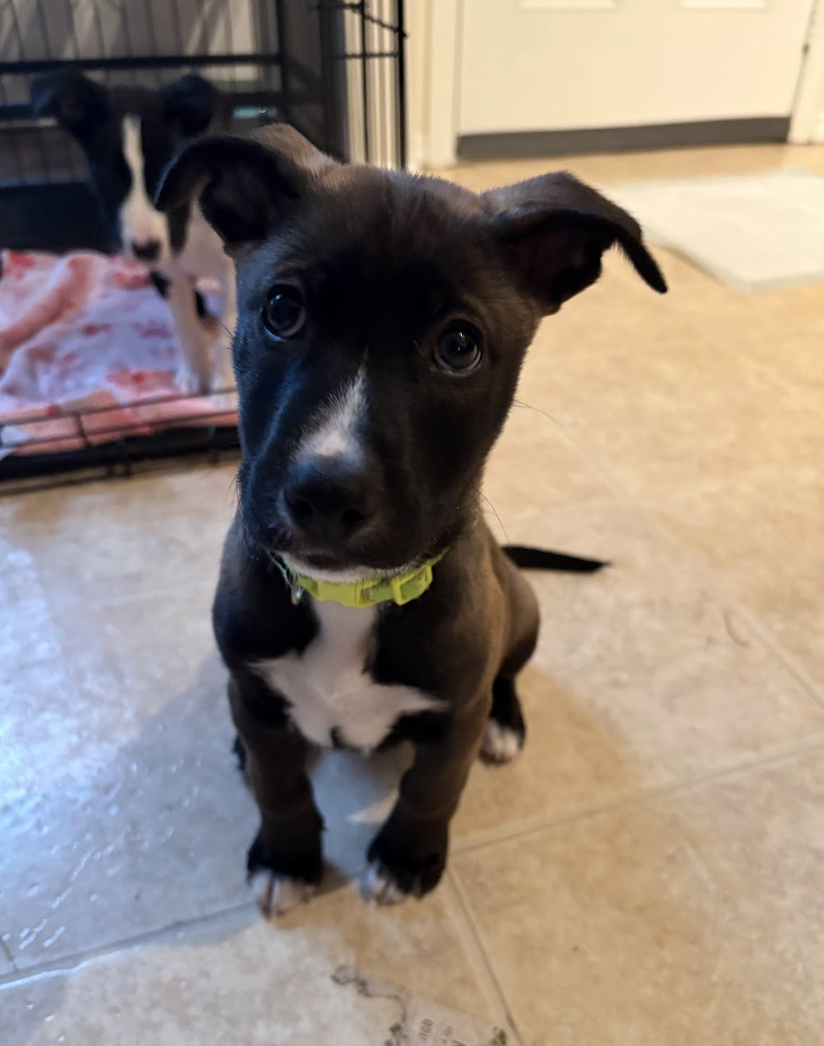 Screenshot 2026-04-03 at 2.05.18 PM.png