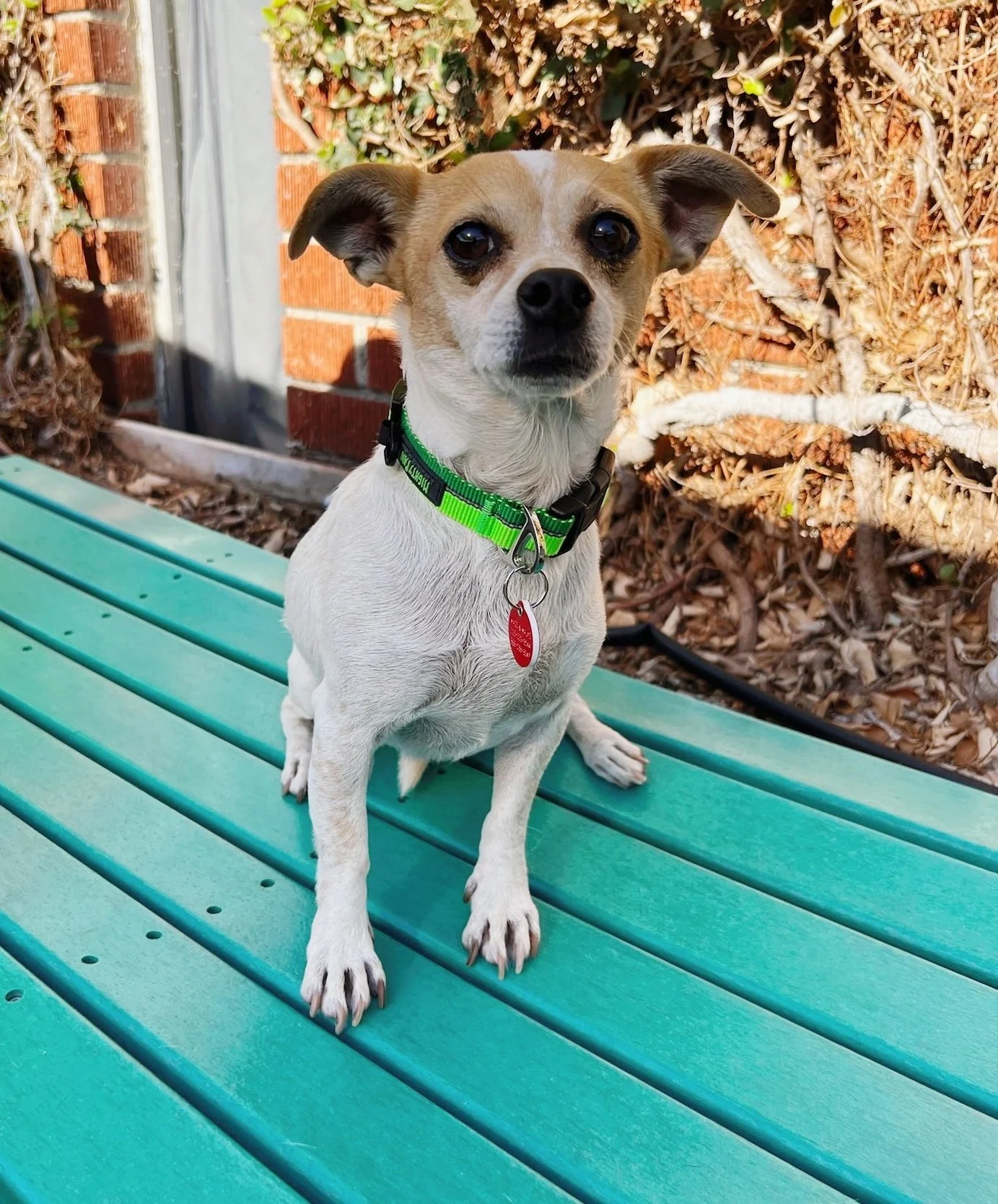 Paco