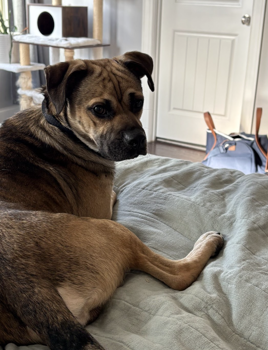 Screenshot 2026-04-03 at 3.09.26 PM.png