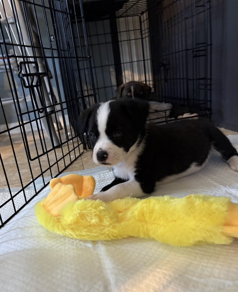 Screenshot 2026-03-27 at 8.00.55 PM.png