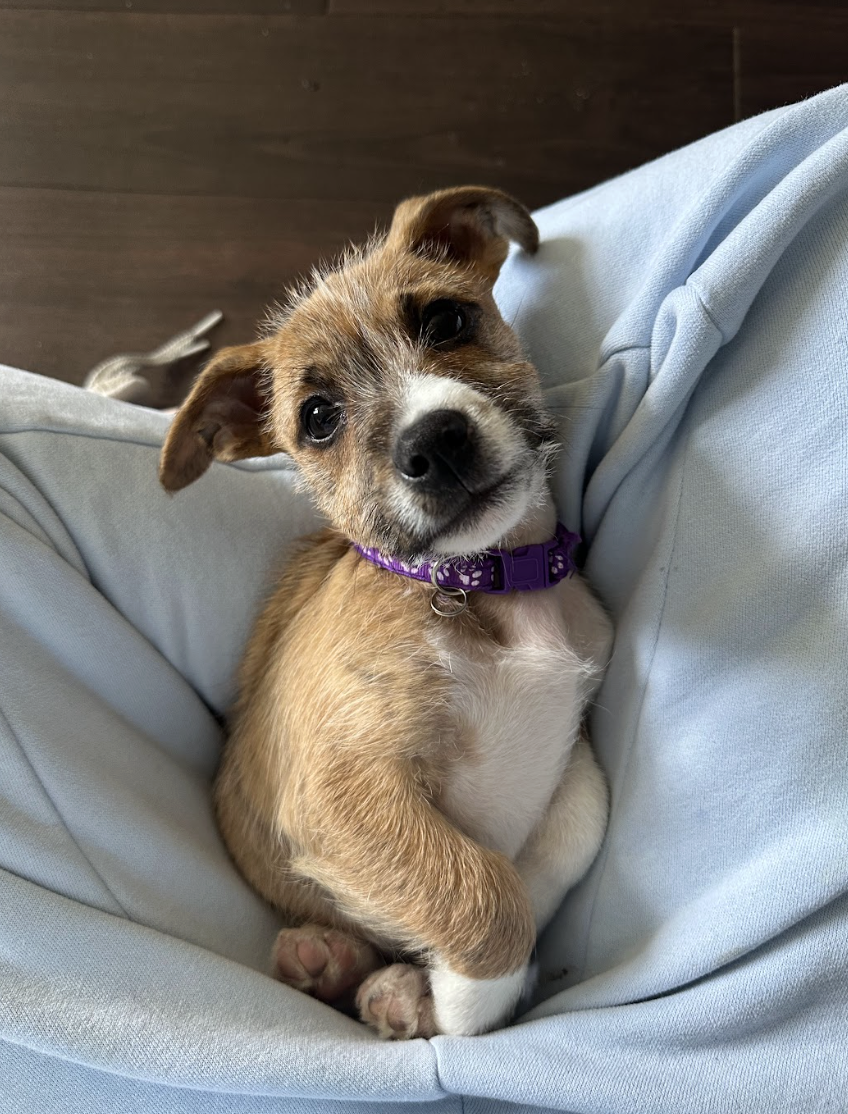 Screenshot 2026-02-13 at 4.47.54 PM.png