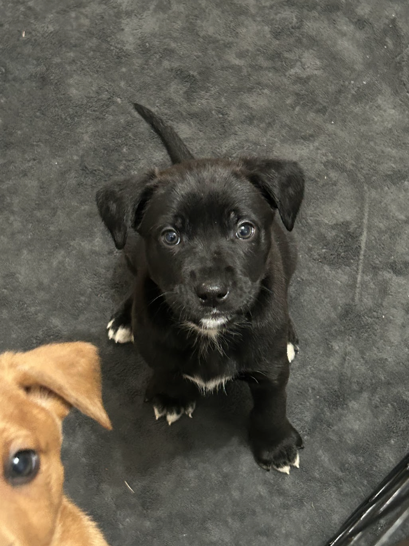 Screenshot 2025-12-18 at 1.41.40 PM.png