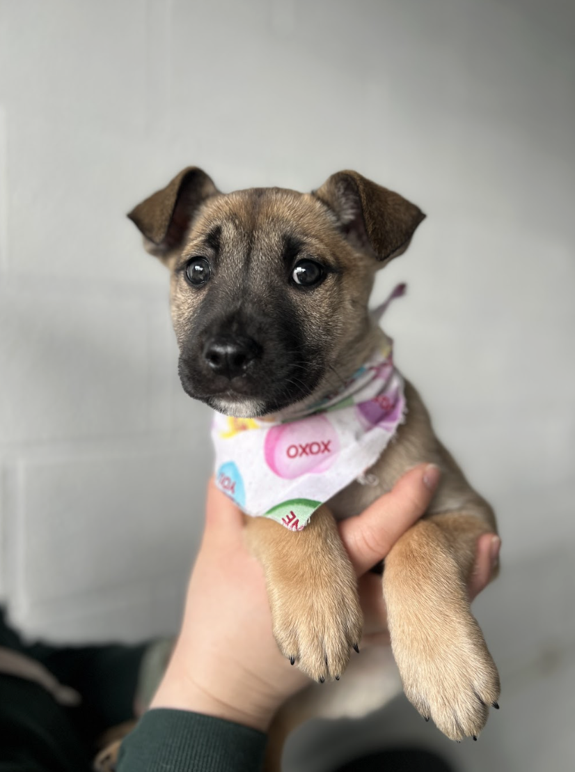 Screenshot 2026-01-30 at 8.09.19 PM.png