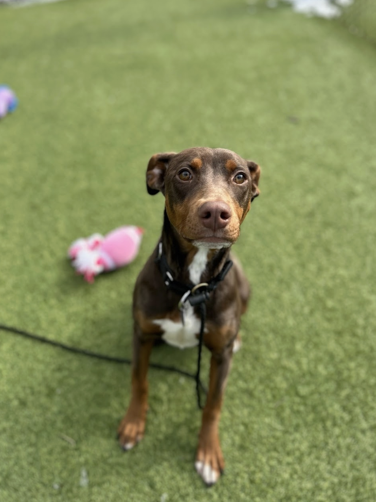 Screenshot 2026-01-30 at 4.43.45 PM.png