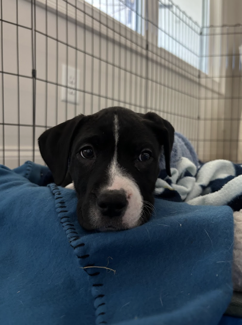 Screenshot 2026-01-07 at 1.21.00 PM.png