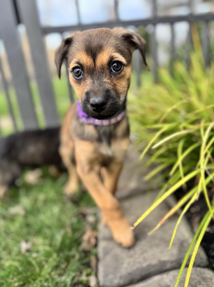 Screenshot 2026-01-17 at 2.49.23 PM.png