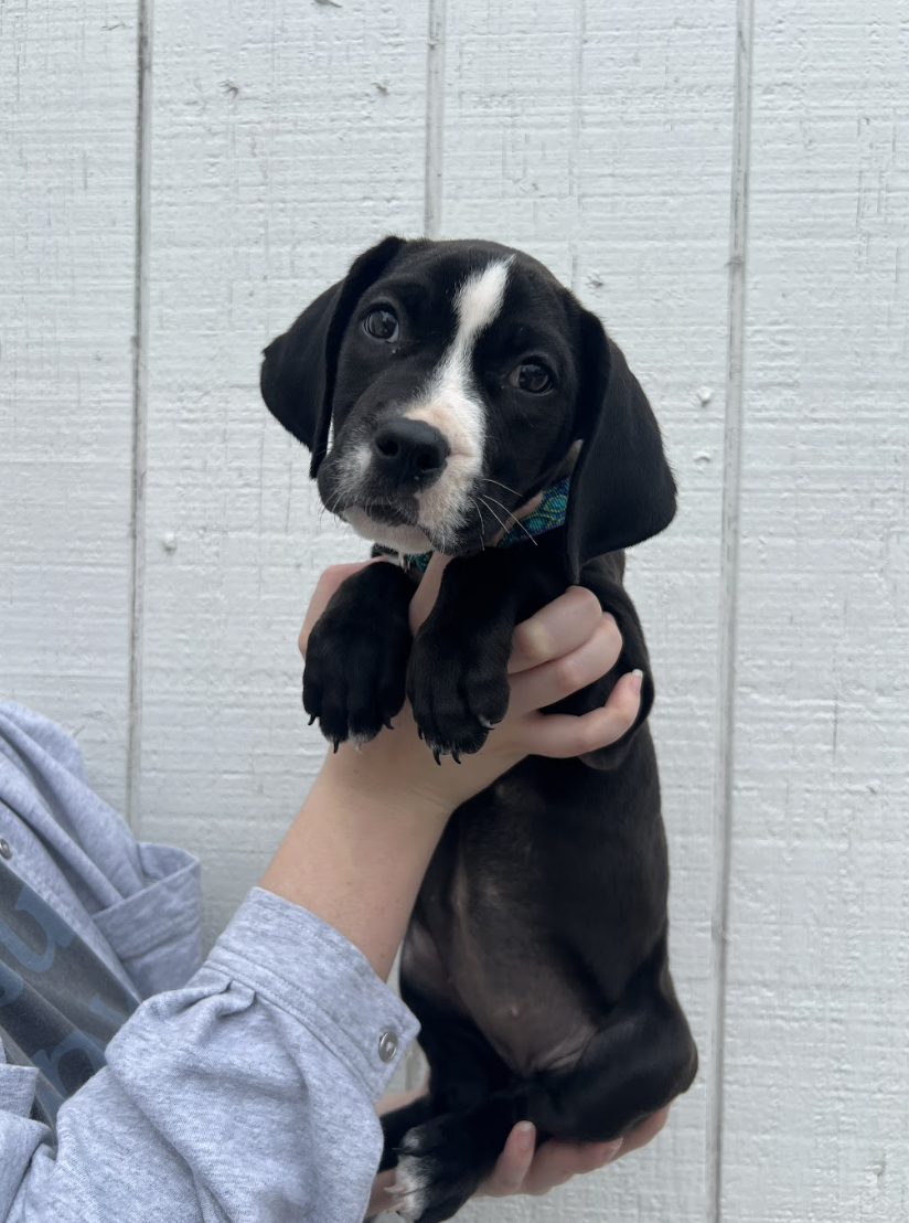 Screenshot 2026-02-20 at 2.13.13 PM.png