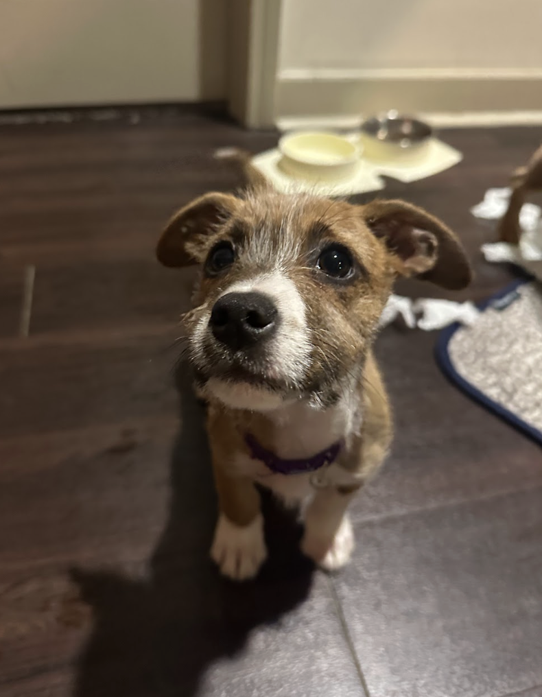 Screenshot 2026-02-20 at 3.38.51 PM.png