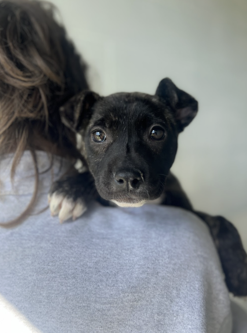 Screenshot 2026-02-20 at 1.56.35 PM.png