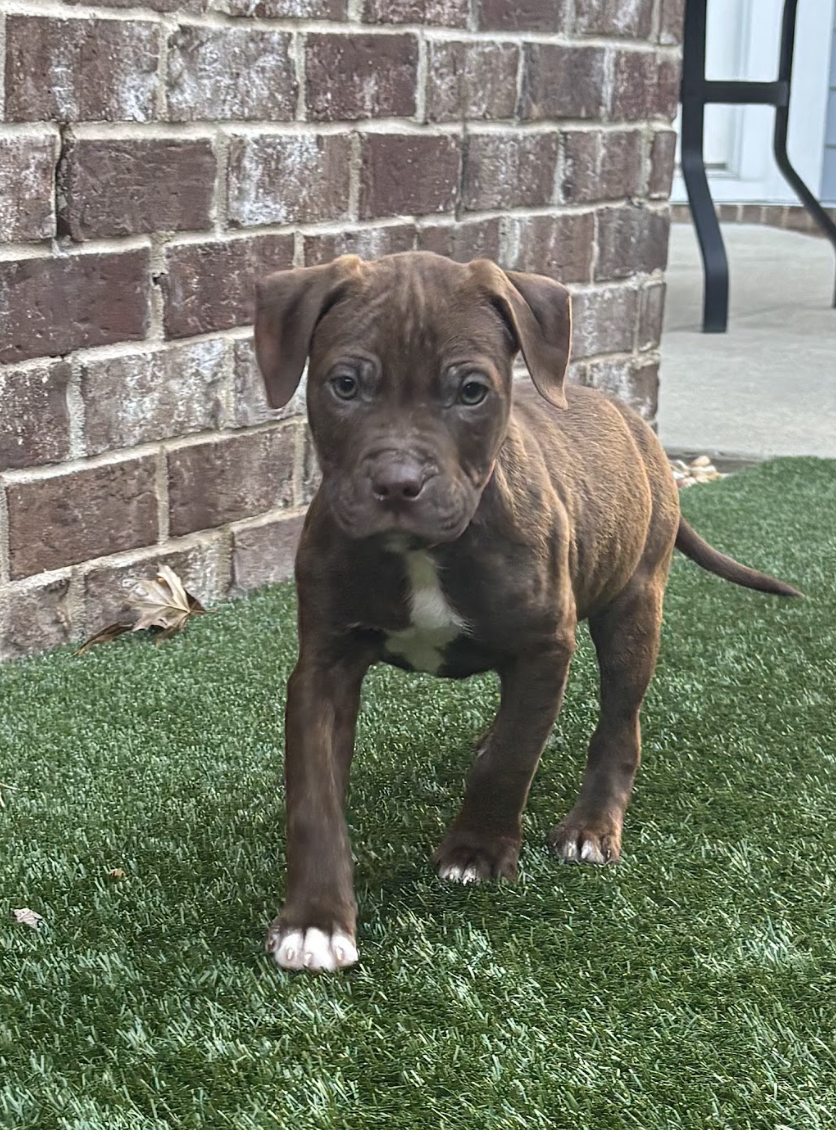 Screenshot 2026-02-06 at 12.04.28 PM.png