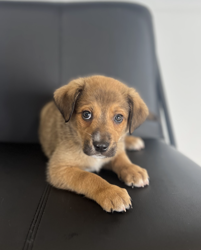 Screenshot 2026-03-06 at 1.05.50 PM.png