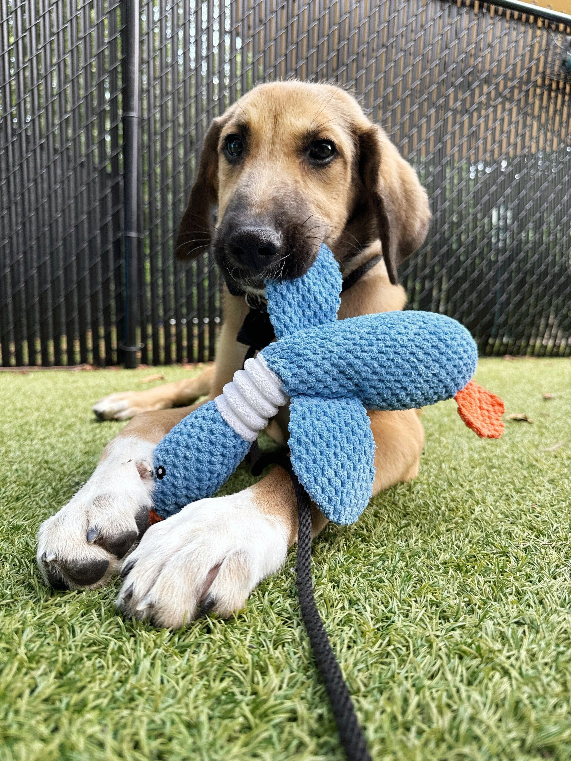 Shiloh