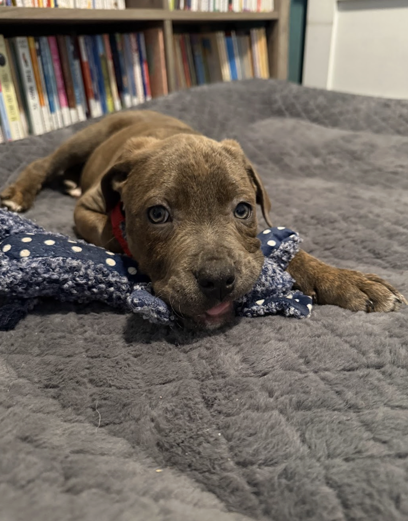 Screenshot 2026-02-06 at 12.06.13 PM.png