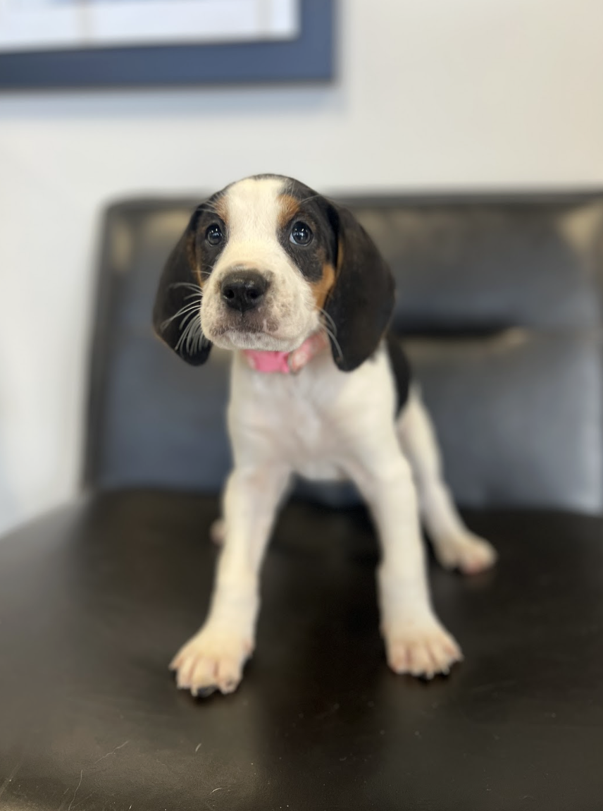 Screenshot 2025-12-18 at 4.24.02 PM.png