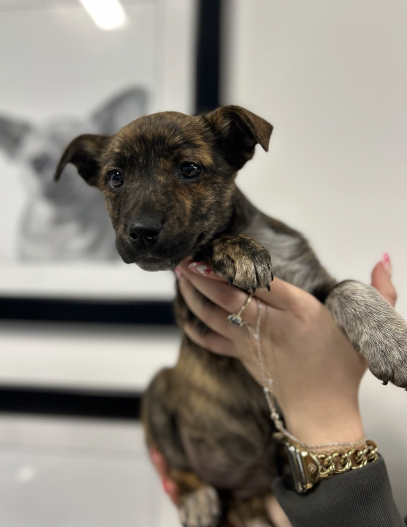 Screenshot 2026-02-19 at 7.09.14 PM.png