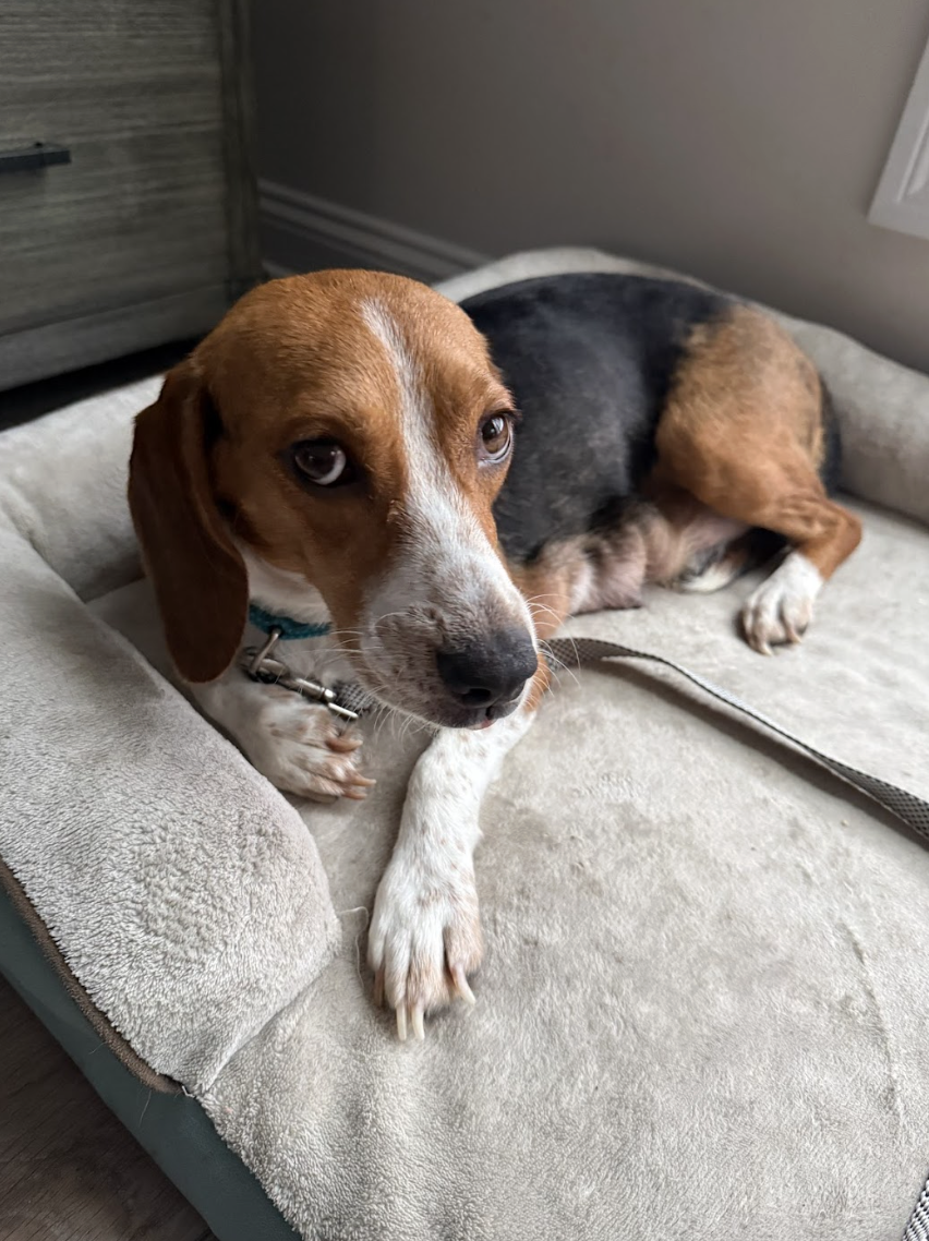 Screenshot 2026-02-21 at 4.33.57 PM.png