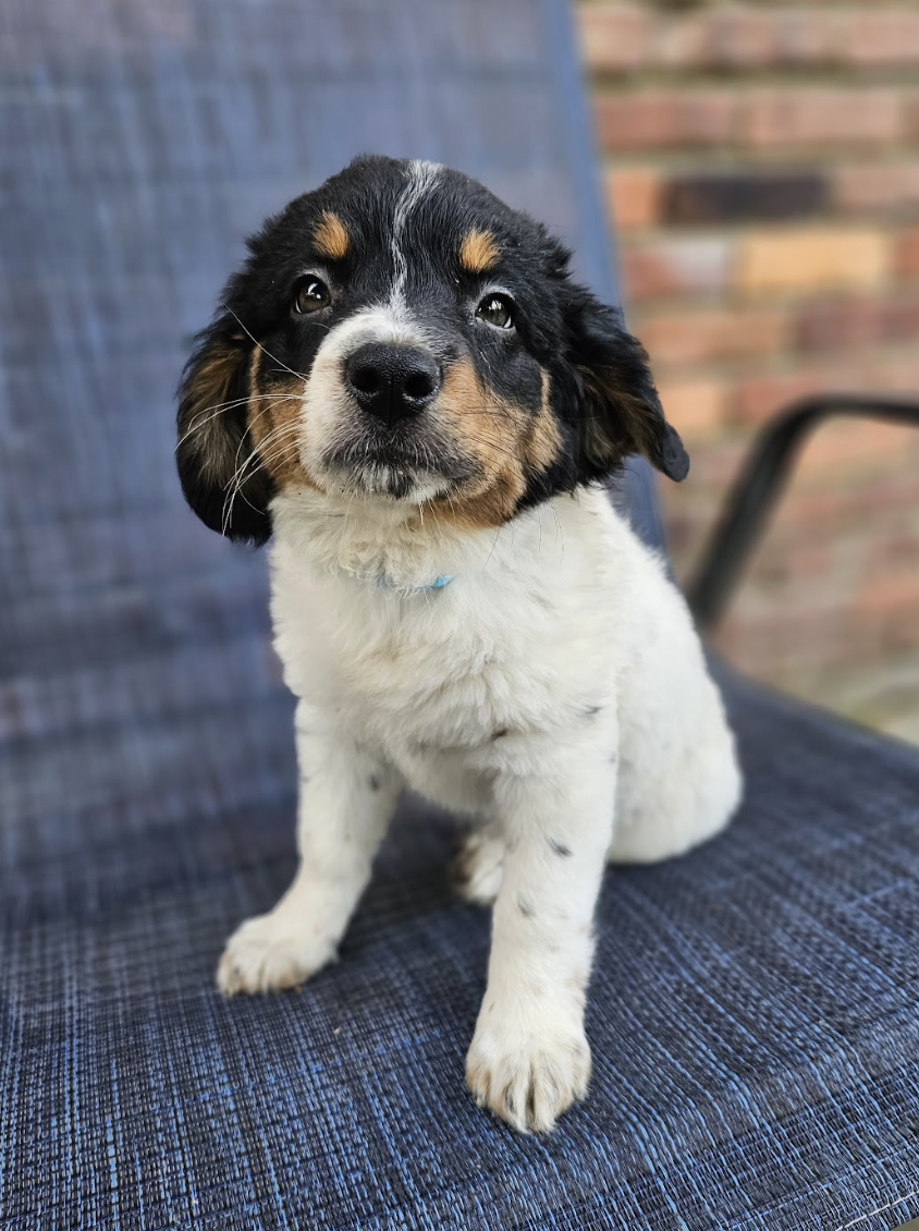 Screenshot 2026-04-03 at 1.01.27 PM.png