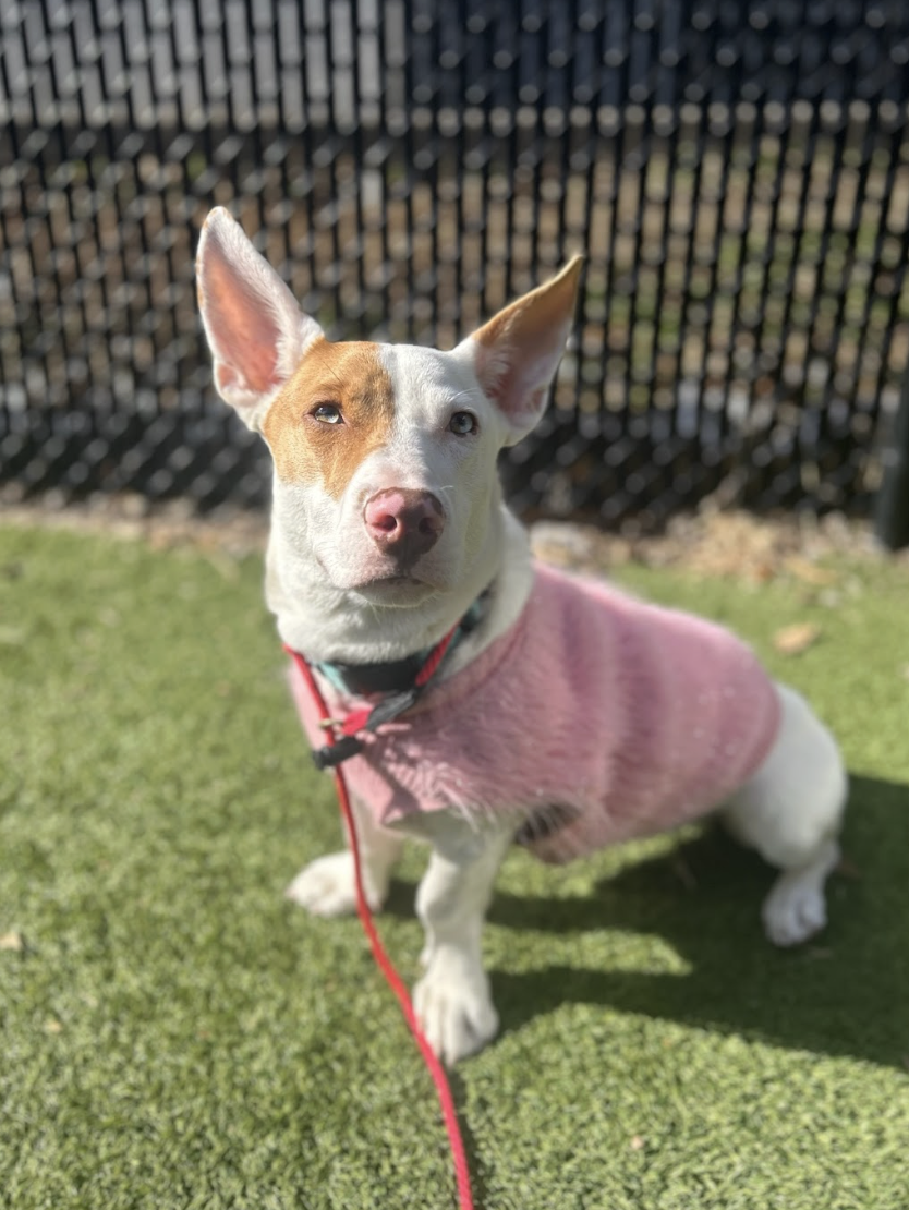 Screenshot 2026-02-07 at 2.44.46 PM.png