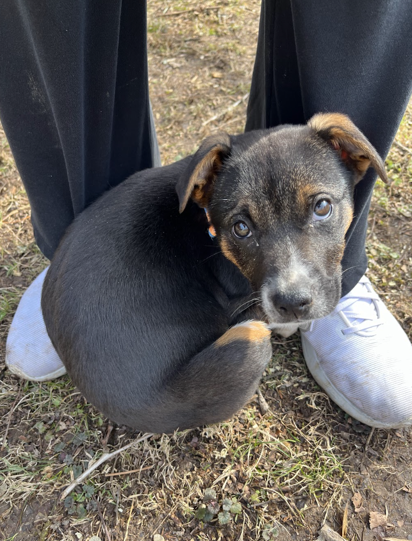 Screenshot 2026-02-12 at 4.49.21 PM.png