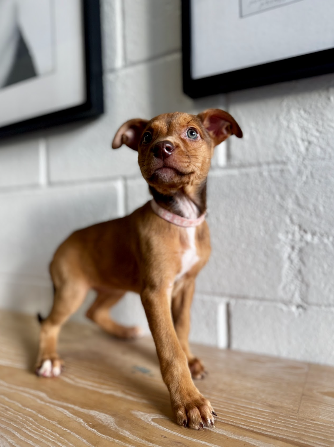 Clue, the Board Game Litter