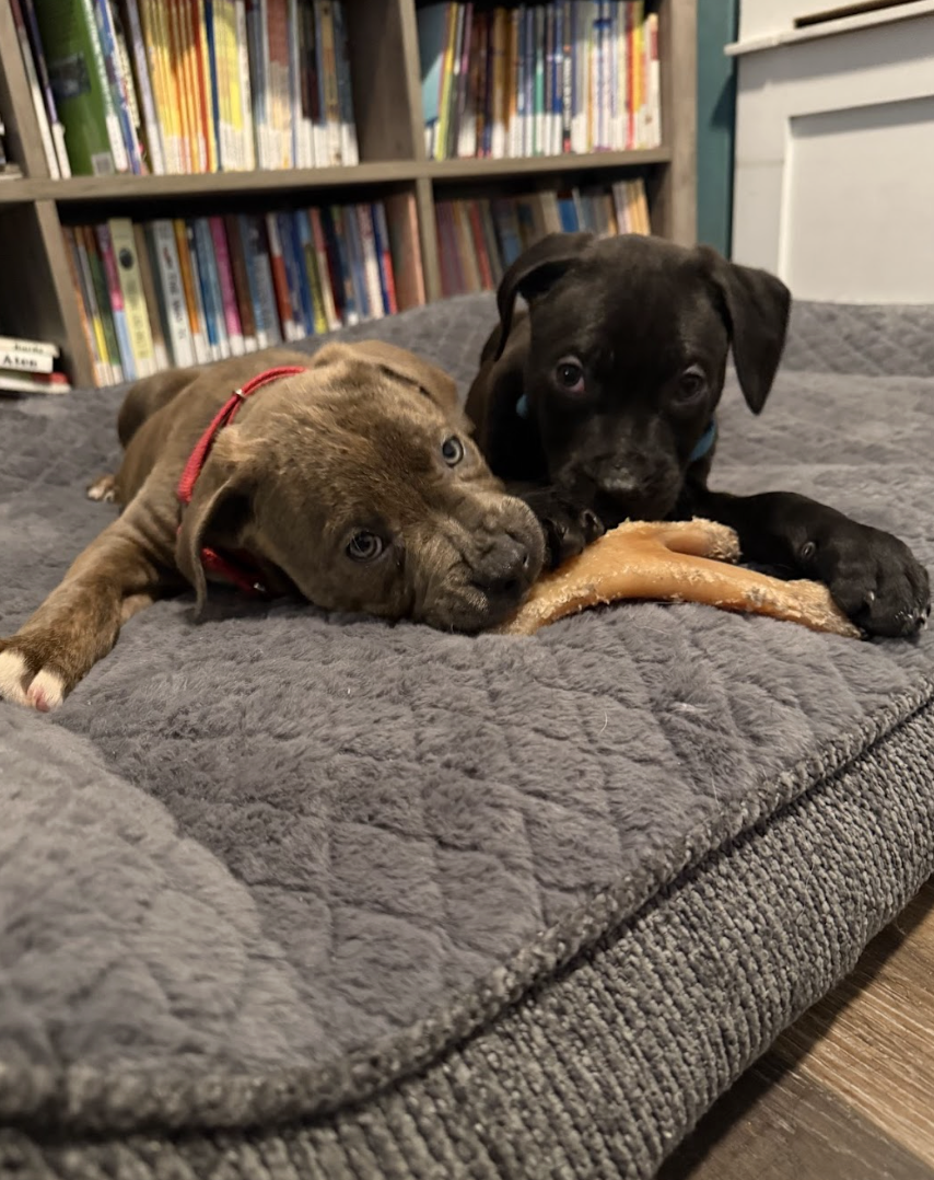 Screenshot 2026-02-06 at 12.06.24 PM.png