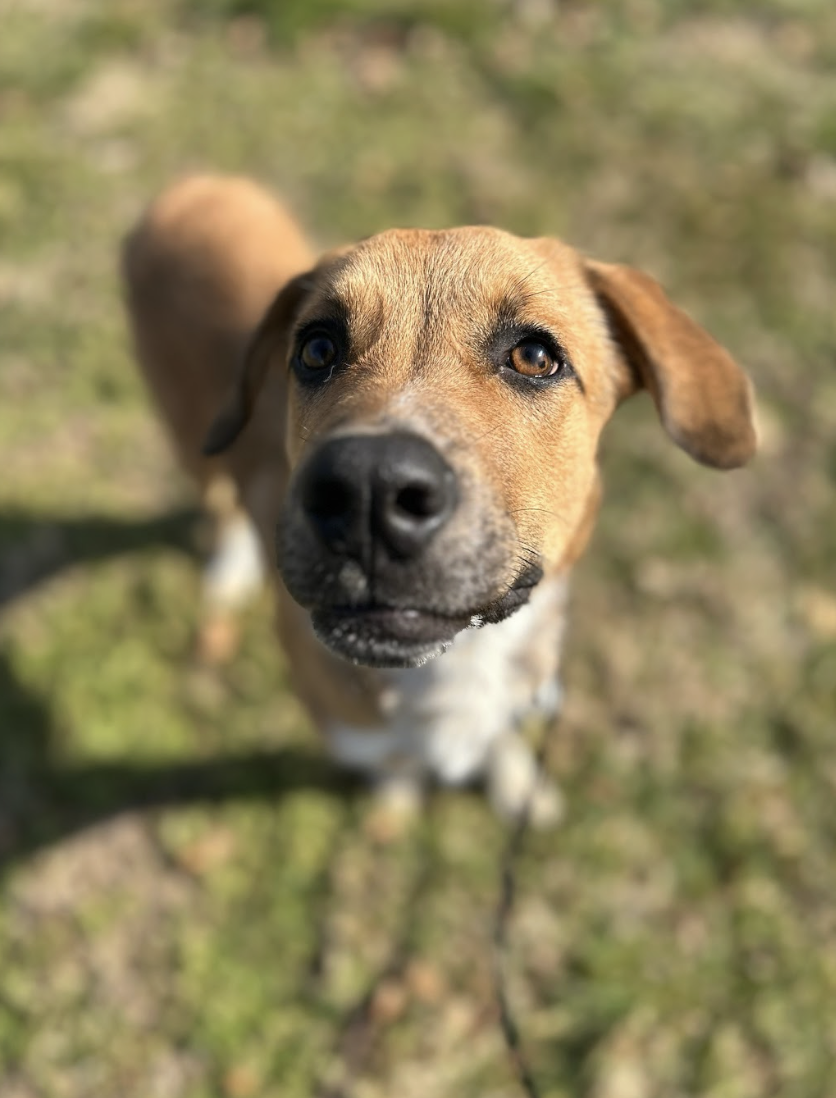 Screenshot 2026-02-12 at 3.07.57 PM.png