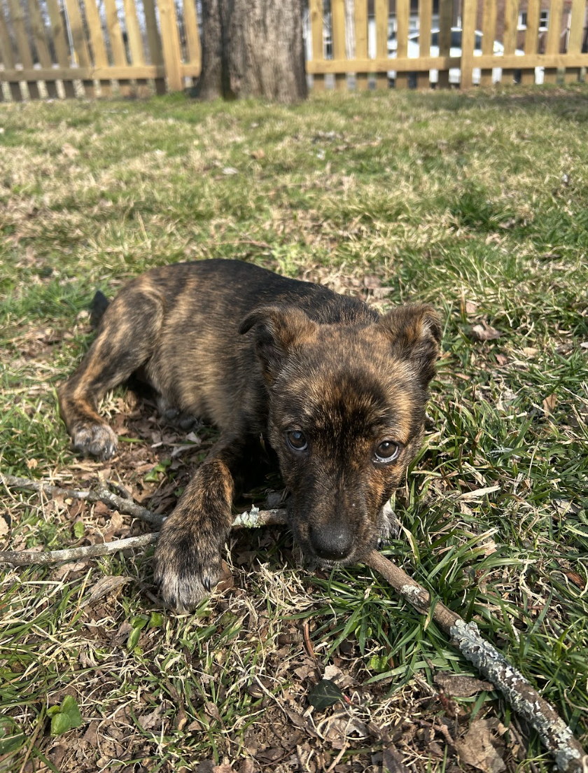 Screenshot 2026-03-12 at 2.53.55 PM.png