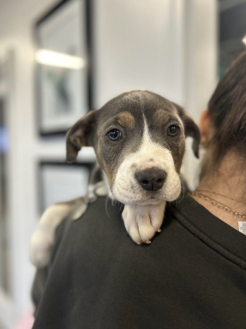 Screenshot 2026-02-19 at 5.02.36 PM.png