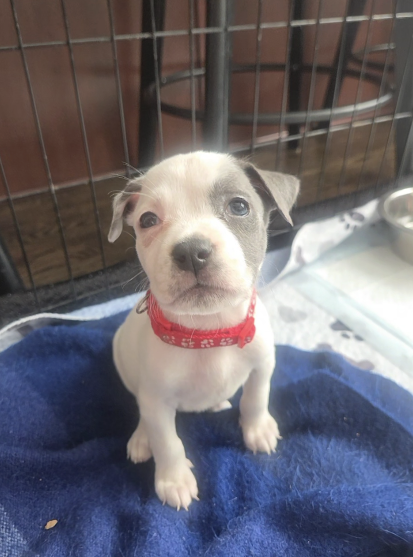 Screenshot 2026-04-23 at 2.16.43 PM.png