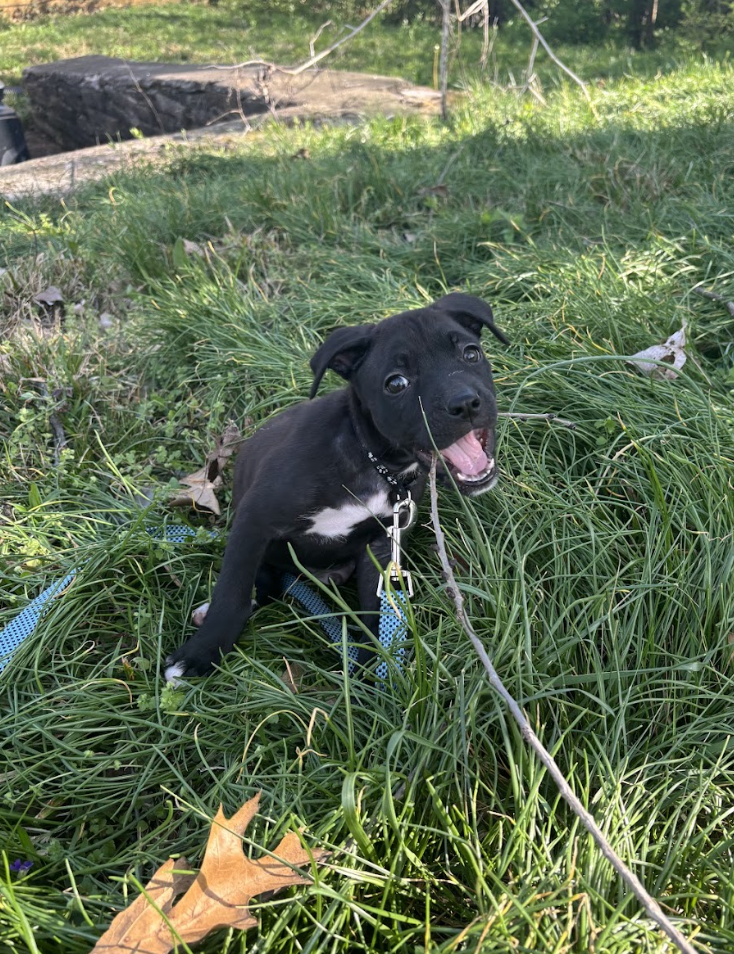 Screenshot 2026-04-03 at 2.01.46 PM.png