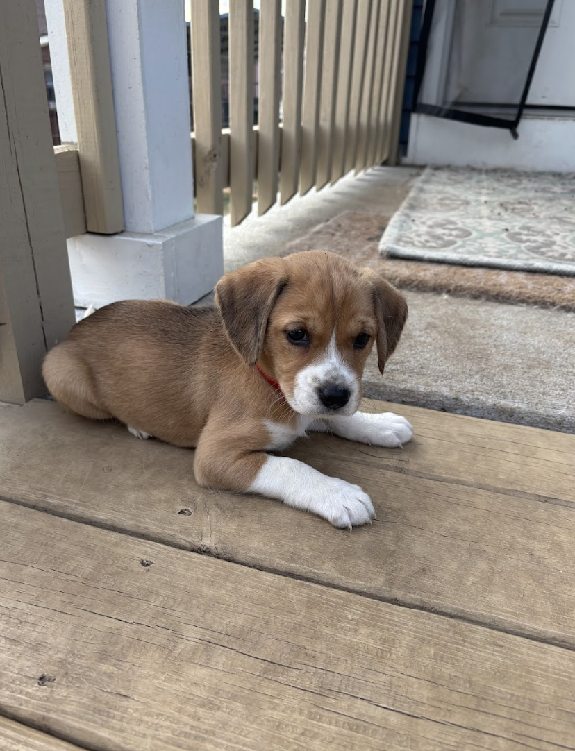 Screenshot 2026-02-21 at 4.43.48 PM.png