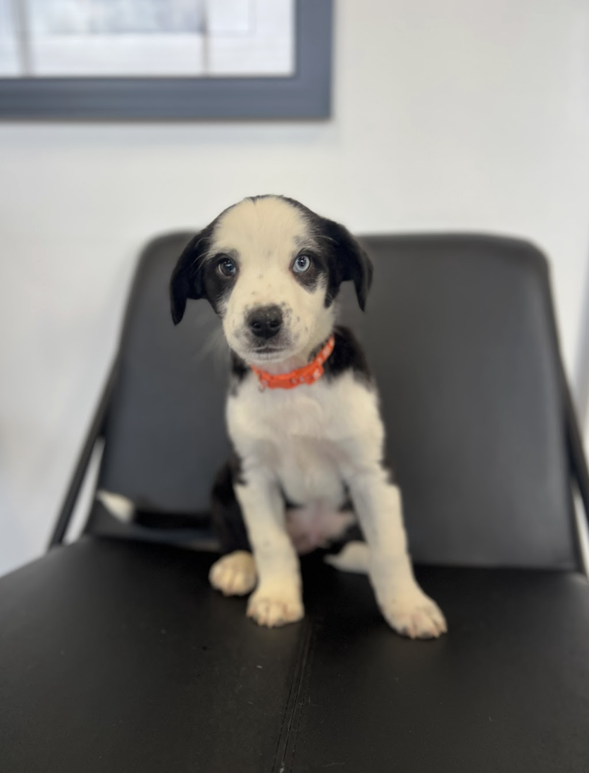 Screenshot 2026-02-06 at 3.40.52 PM.png