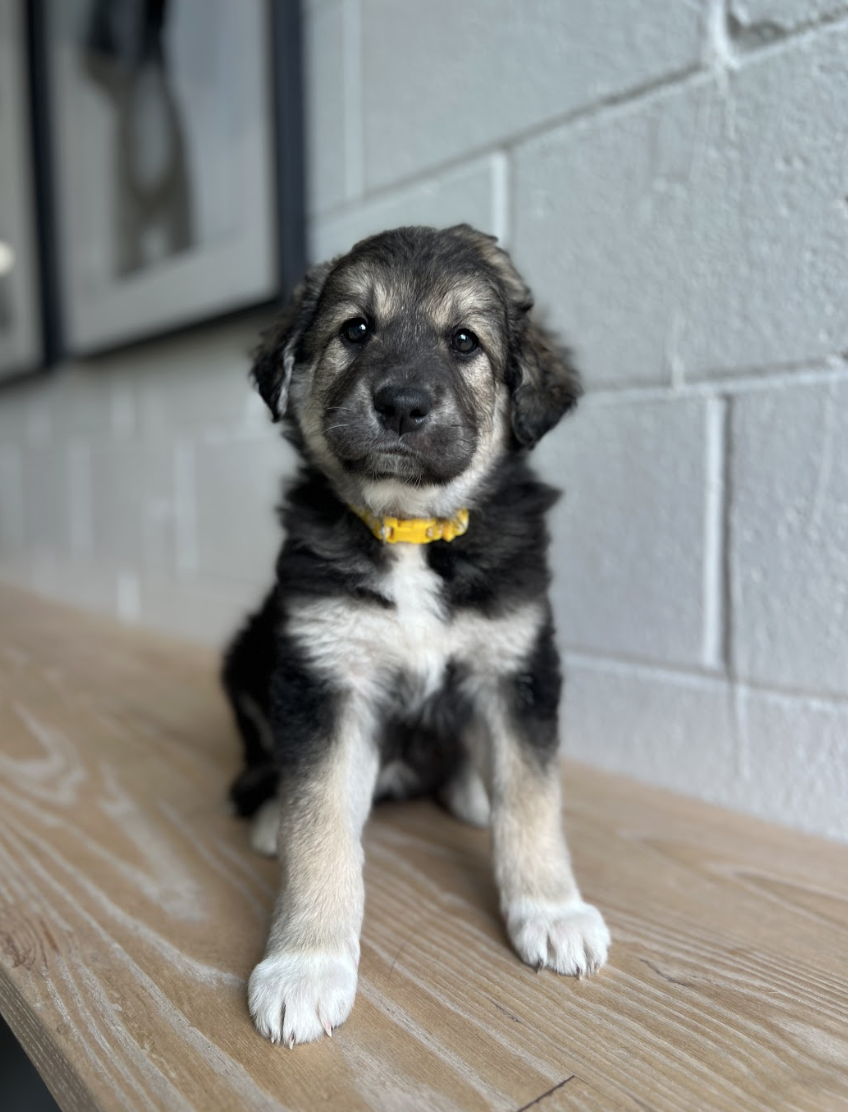 Screenshot 2026-04-16 at 4.19.10 PM.png