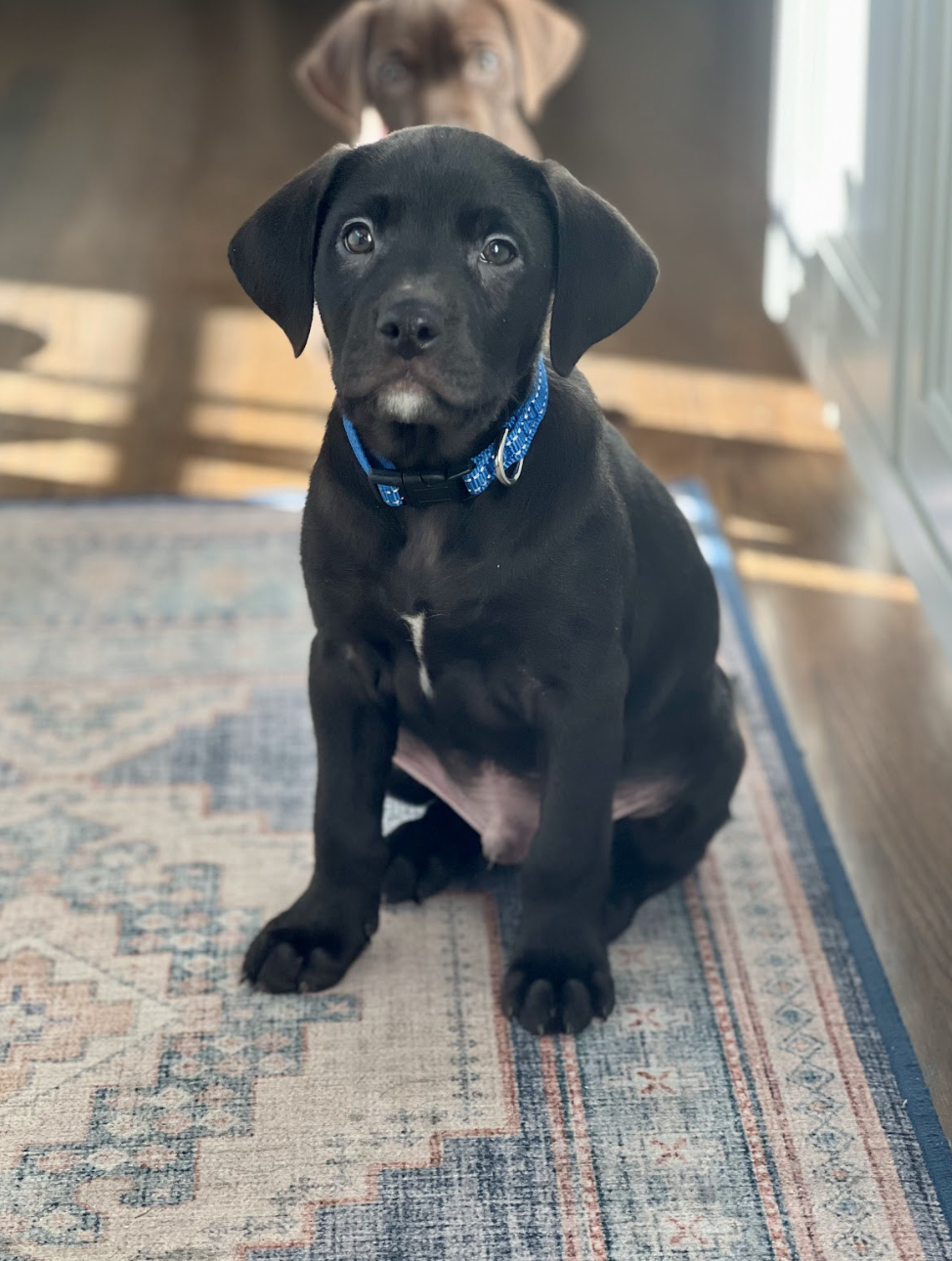 Screenshot 2025-12-31 at 1.22.52 PM.png