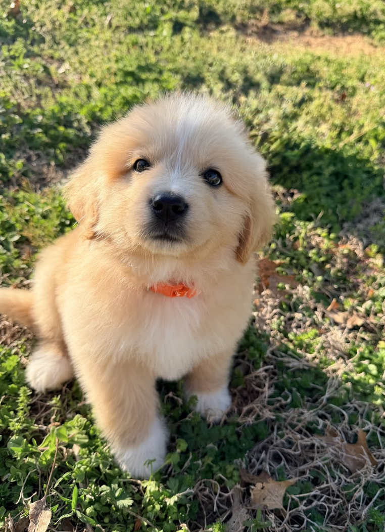 Screenshot 2026-04-16 at 4.55.11 PM.png