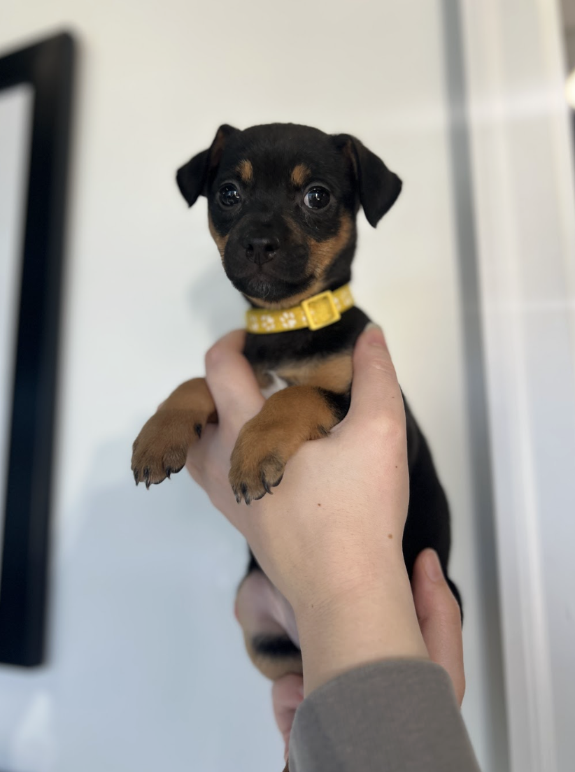 Screenshot 2026-02-13 at 7.45.01 PM.png