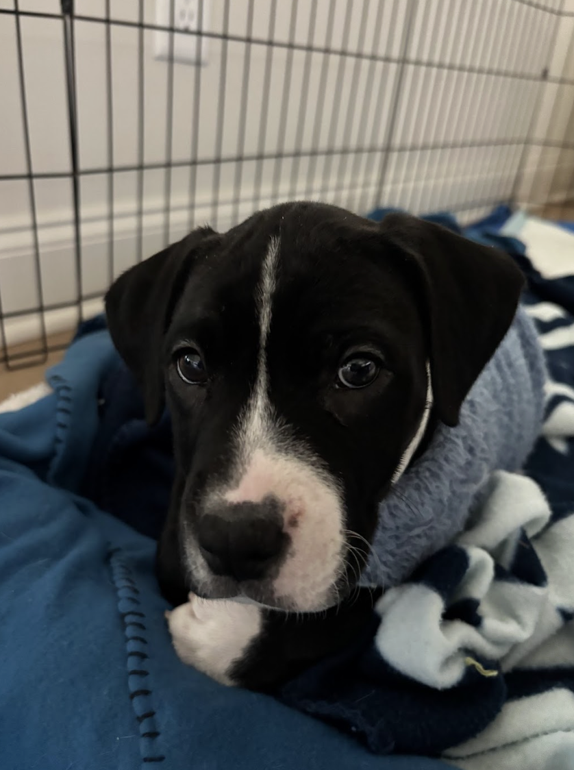 Screenshot 2026-01-07 at 1.20.54 PM.png