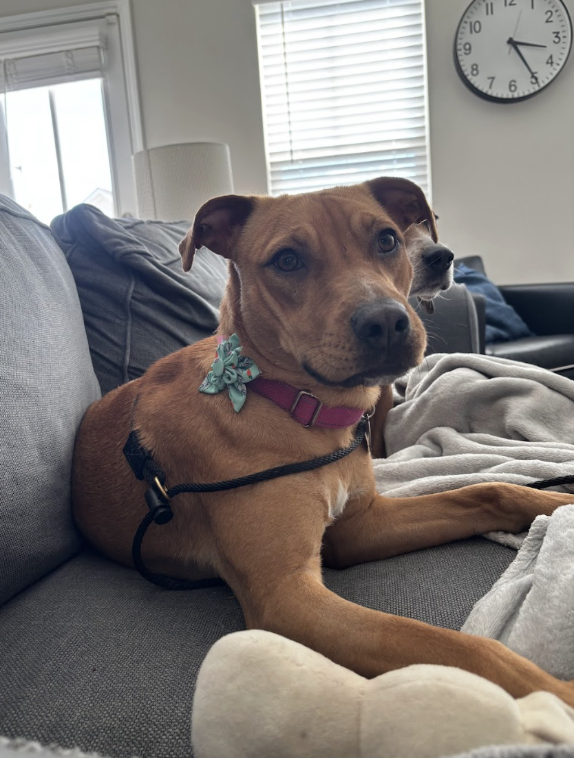 Screenshot 2026-04-22 at 5.25.28 PM.png