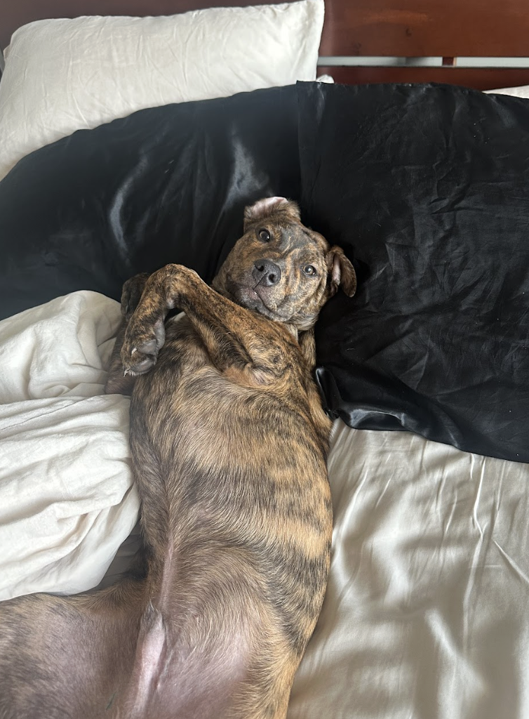 Screenshot 2026-02-20 at 8.47.39 PM.png