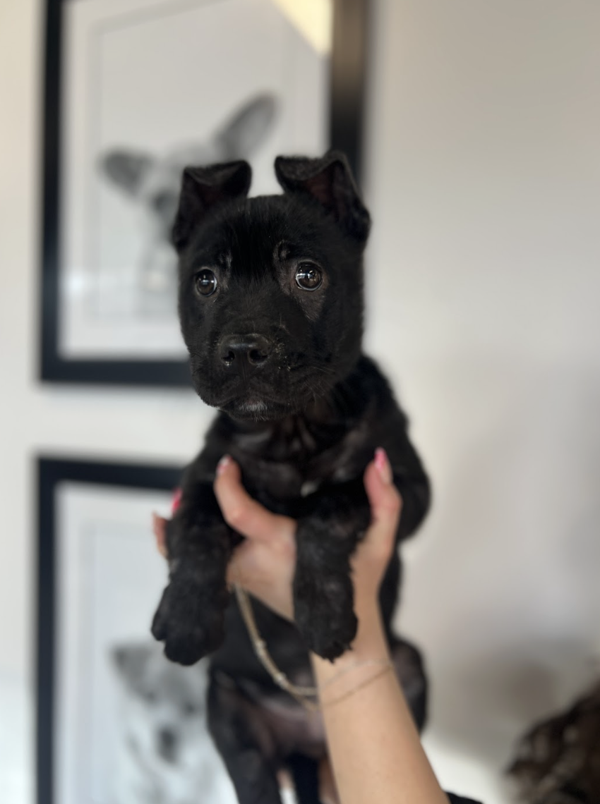 Screenshot 2026-02-12 at 5.09.22 PM.png