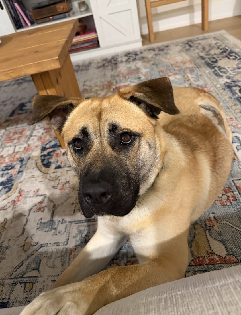 Screenshot 2026-04-22 at 3.12.56 PM.png