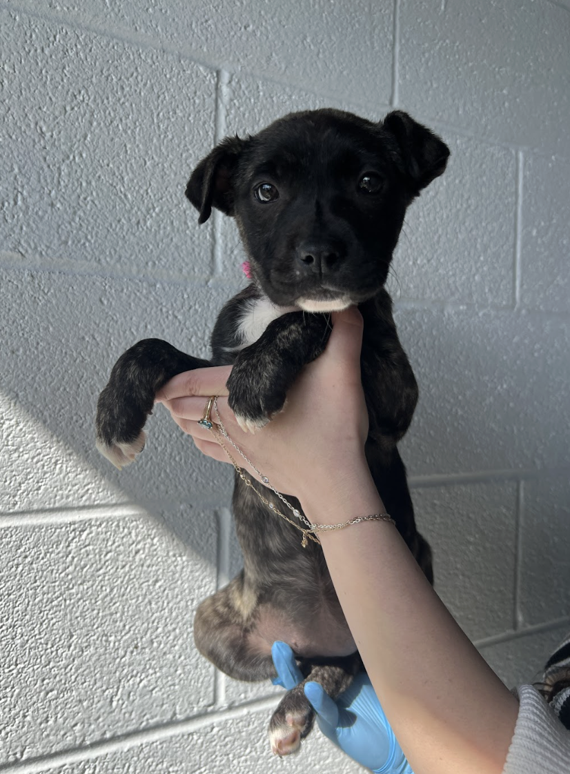 Screenshot 2026-02-12 at 4.43.52 PM.png