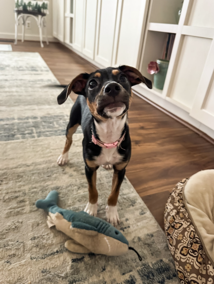 Screenshot 2026-03-25 at 3.05.01 PM.png