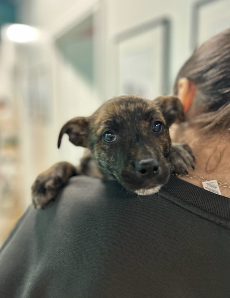 Screenshot 2026-02-19 at 7.08.58 PM.png