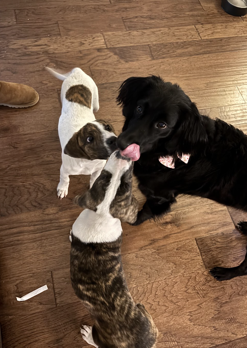 Screenshot 2026-01-14 at 9.17.34 PM.png