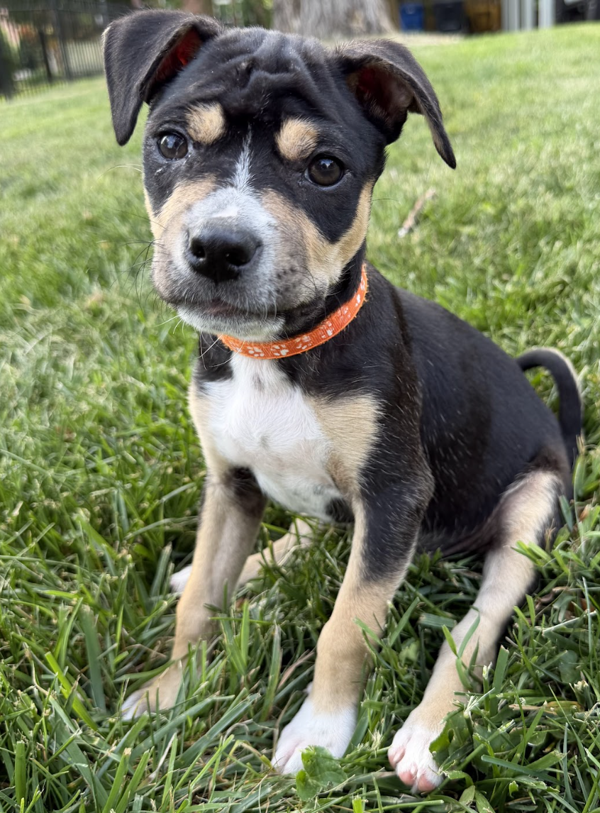 Screenshot 2026-04-28 at 1.59.50 PM.png