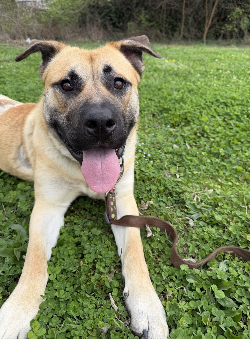 Screenshot 2026-04-22 at 3.12.37 PM.png