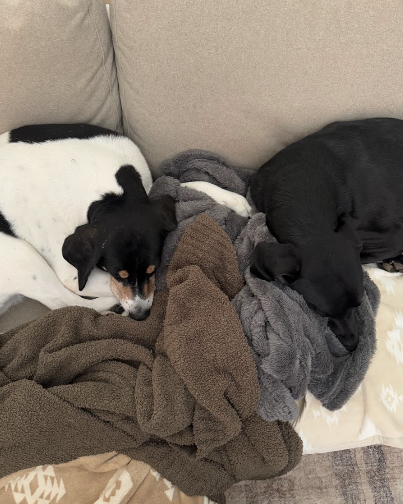 Screen Shot 2026-02-26 at 4.06.07 PM.png